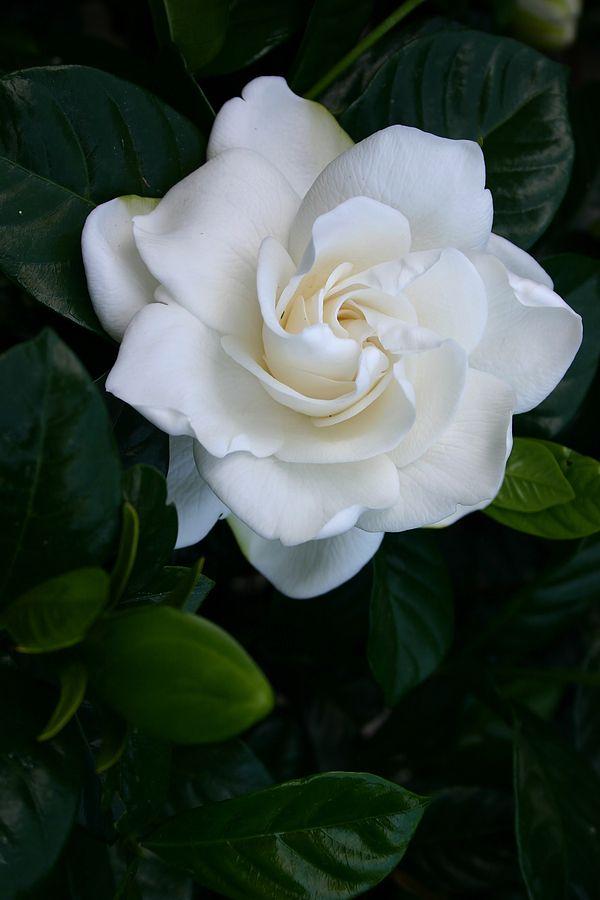 Celestial Blooms: A Dance of Daydreams