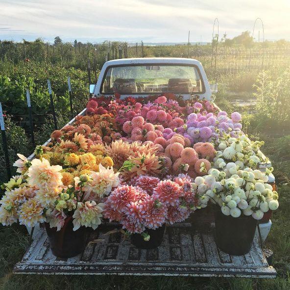 Botanical Rhapsody: Harmony in Hues